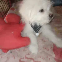 سگ پاپی ریز آپارتمانی فروشی|سگ|نجف‌آباد, امیرآباد|دیوار