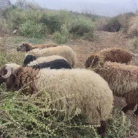 ۸عددبره۵تانر۳ماده خانگی پرگوشت سرحال|حیوانات مزرعه|کرخه, |دیوار