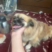 واگذاری نژاد اصیل اسپانیل تبتی/بدون کوچکترین صدا|سگ|یزد, |دیوار