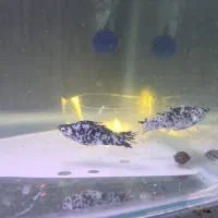 ۲ عدد ماهی مولی نر وماده|ماهی|رامهرمز, |دیوار