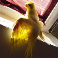 عروس هلندی لوتینو|پرنده|دهگلان, |دیوار