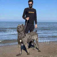 توله کنکورسو محافظ جان ومال