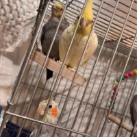 عروس هلندی|پرنده|ری, حمزه‌آباد|دیوار