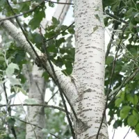 تولید نهال سپیدار سیاه(کبوده)|خدمات باغبانی و درختکاری|بندر گز, |دیوار