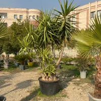 درختچه یوکا ( یوکا کلکسیونی )|گل و گیاه طبیعی|تهران, مجیدآباد|دیوار