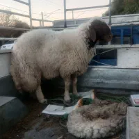 شیشک سنجابی