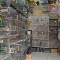 انواع دانه و پرنده و لوازم جانبی پرندگان|لوازم جانبی حیوانات|رشت, دیانتی|دیوار