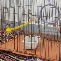 جفتمرغعشقسالمبدونمریضی|پرنده|اردبیل, |دیوار