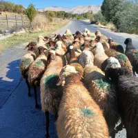 ۳۵تا گوسفند جوان ابستن سنگین|حیوانات مزرعه|سنندج, |دیوار