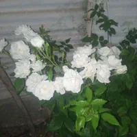 خدمات  باغبانی بصورت حرفه‌ای با35سال از0تا100