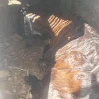 گوسفند بز خوشگل