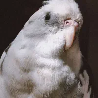 عروس هلندی گم شده