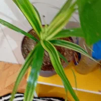 گل خونه گوچک  ۵۰تو ۱۰۰ت|گل و گیاه طبیعی|بجنورد, |دیوار