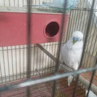 مرغ عشق انگلیسی