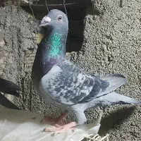 کفتر کبوتر پلاکی مسافتی آلمانی