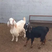 بزغاله نرو ماده