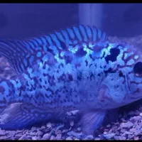 ماهی فلاور تای سیلک جهت معاوضه