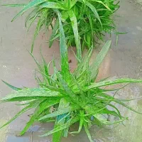 گل آلورا|گل و گیاه طبیعی|آزادشهر, |دیوار