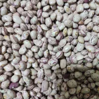 لوبیا چیتی|حراج|مراغه, |دیوار