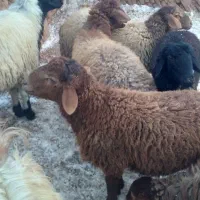 کره گوسفندی