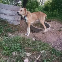 قوچان|سگ|قوچان, |دیوار