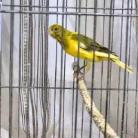 قناری نر مست