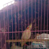 پرندگان|پرنده|بندر ماهشهر, |دیوار