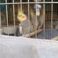 عروس هلندی نر
