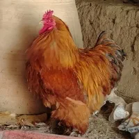 خروس برهما