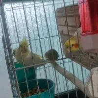 عروس هلند|پرنده|تهران, باغ خزانه|دیوار