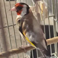 سهره نشوندار