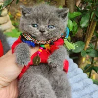 میو میو های توپول