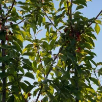 فروش باغچه خان زنیان دهنو قلندری|فروش زمین و ملک کلنگی|ارژن, |دیوار