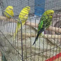 ۳عددمرغ عشق|پرنده|شادگان, |دیوار