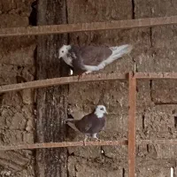 کبوترنرو ماده
