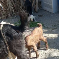 سلام دوتا بز بادوتاشنک.