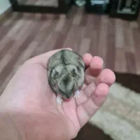 همستر مینیاتوری|موش و خرگوش|اصفهان, فرح آباد|دیوار