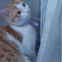 عقیم سازی|گربه|رشت, منظریه|دیوار