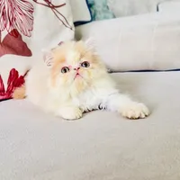 نژاد خوب