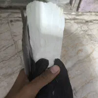 کفتر زاغ دم سفید|پرنده|ایرانشهر, |دیوار