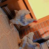 فروش تخم نطفه دار|حیوانات مزرعه|بهبهان, |دیوار