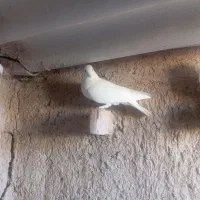 ماده سفید موشی کبوتر|پرنده|فسا, |دیوار