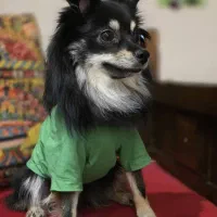 سگ پامر|سگ|شیراز, قصرالدشت|دیوار