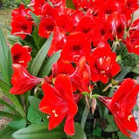 پیاز گل آماریلیس هلندی شیپوری