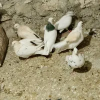 ۱۲تا کفتر  تهرانی