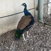 طاووس|پرنده|مشهد, شهید بهشتی|دیوار