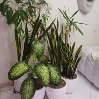 گل آپارتمان تعداد ۶ عدد