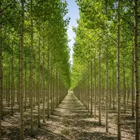 نهال صنوبر زودبازده رشد سریع و اقتصادی