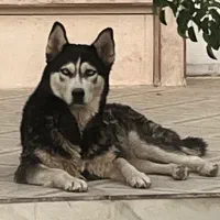 واگذاری هاسکی اورجینال