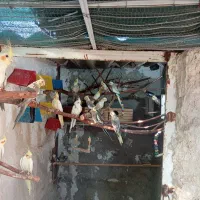 عروس هلندی
